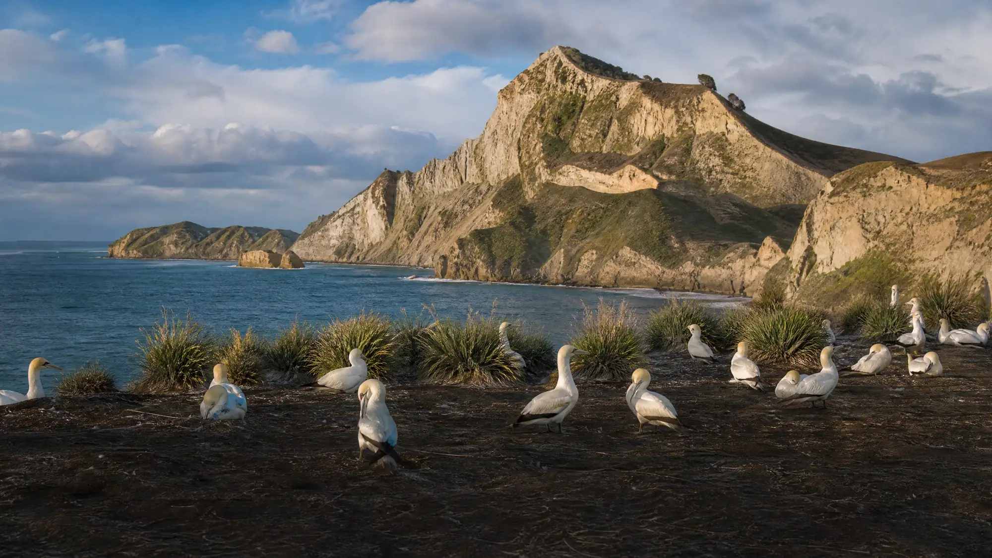 Beobachten Sie bis zu 25,000 Australische Tölpel in der größten Festlandkolonie der Welt. Geführte 4WD-Touren bieten sicheren, direkten Zugang zum Brutplateau.
