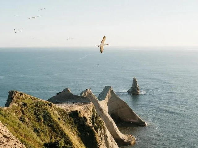 Ein Tölpel fliegt über dramatische Klippen und den Ozean am Cape Kidnappers