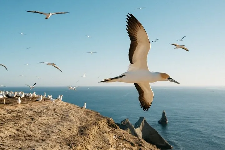 Nahaufnahme eines Tölpels, der über Klippen und Meer fliegt