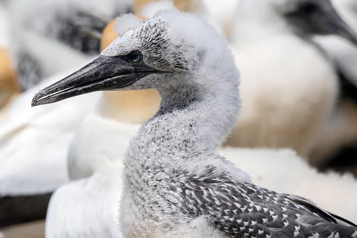 Profil en gros plan d'un poussin de fou de Bassan gris et duveteux
