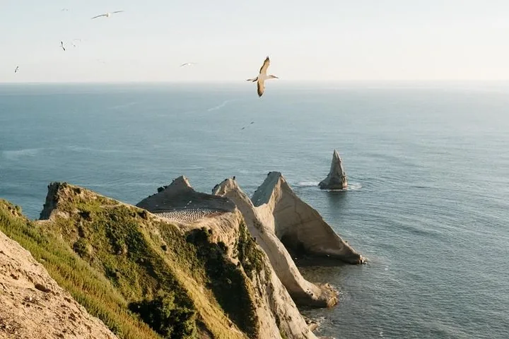 Ein Tölpel fliegt über steile Klippen und das Meer am Cape Kidnappers