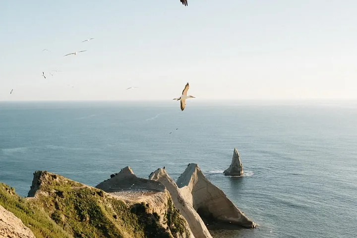 Jan-van-gent zweeft over ruige kliffen bij Cape Kidnappers