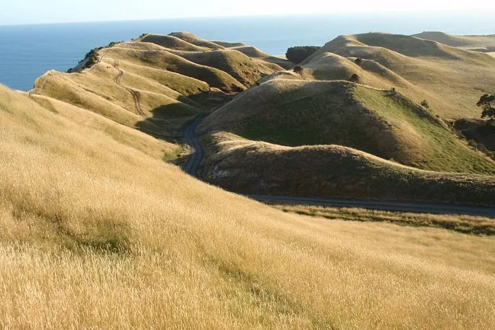 Sanfte Hügel und Küstenlandschaft nahe Cape Kidnappers